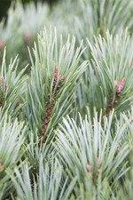 Pinus sylvestris 'Martham'