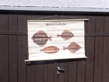 alte Rollkarte Schulwandtafel