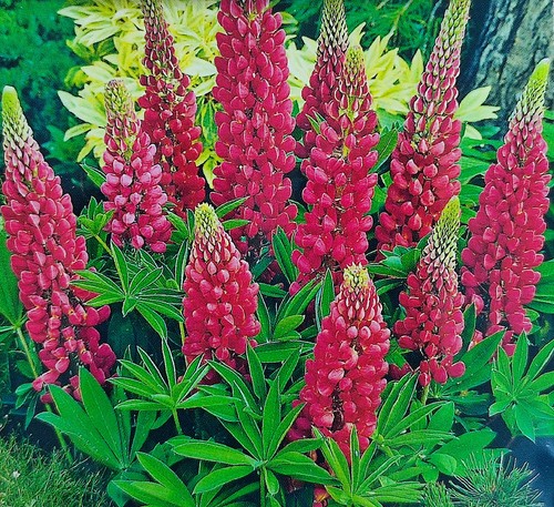 Samen staudenlupine lupine - 85,