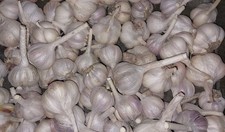 5 Knoblauch Knollen Frisch