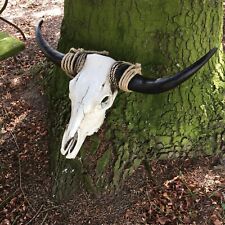 Stierschädel mit riesigen Hörnern Longhorn Rinder Skull - Stier Schädel Bison