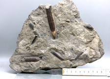 Belemnitenschlachtfeld, Donnerkeile, Mistelgau, 22 cm, 2,28 kg. 180 Mio.J. (1K )