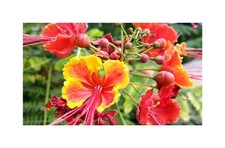 20x Caesalpinia pulcherrima Pfauenstrauch Garten Pflanzen - Samen ID69