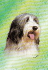 *   Bearded   Collie    Karte   * Postkarte  Postcard  # 222