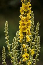 SAMEN die wunderschöne Königskerze kann riesengroß werden !