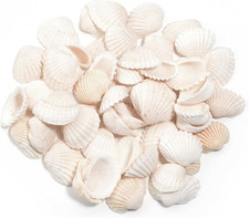 200 Stück Muscheln 2-3 cm