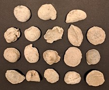 18 Trefferkugeln Musketenkugeln, Napoleon I., 1813, Frankreich, Preußen, Sachsen