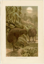 Kiwi Schnepfenstrauß