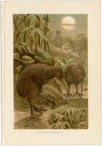 Kiwi schnepfenstrauß - kiwi,