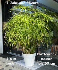 2 XXL bewurzelte Ableger