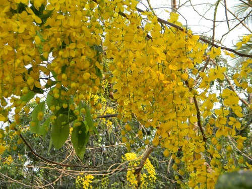 Cassia fistula gelb - cassia,