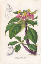 Impatiens jerdoniae flowers