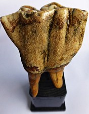 Großer,fossiler Backenzahn /8 cm Coelodonta Antiquus Quartär Pleistozän Eiszeit