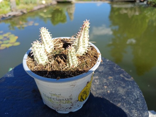 Euphorbia mammillaris - , f