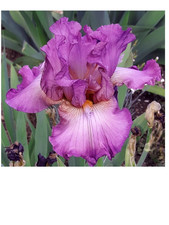 2x im Jahr wiederblühende rebloom Iris REINCARNATION rosa lila Schwertlilie Blum