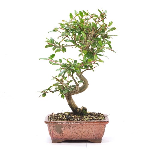 Bonsai granatapfel punica - bonsai, 'punica