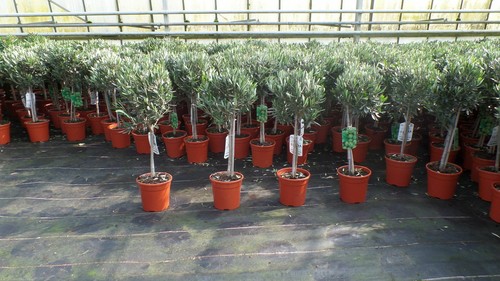Olivenbaum stamm olive - stamm, 80