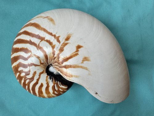Große meeresmuschel nautilus - große,
