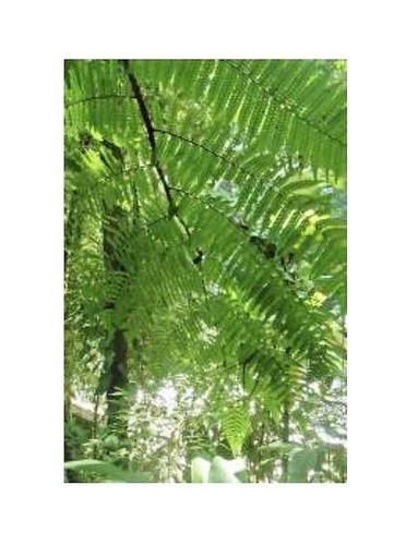 10x cyathea schiedeana kleiner - 10x,