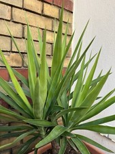 1 Yucca-Palme-Ableger