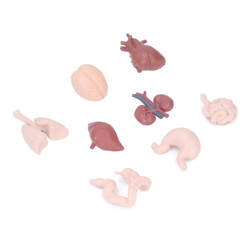 Simulationsmodell menschlicher - simulationsmodell,