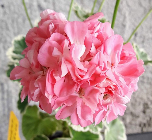 Pelargonie panaschiert - , 2