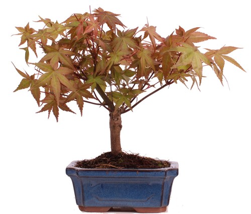 Bonsai acer palmatum deshojo - -,