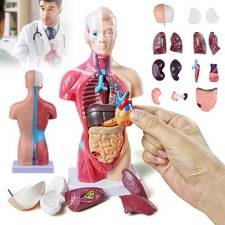 Menschliches Torso-Modell