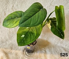 Syngonium Chiapense Albo