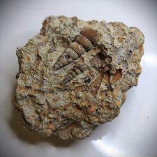 336gr Gastropod Granulolabium