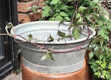 Alte Rarität seltene