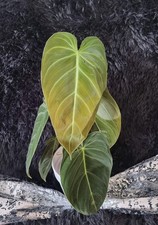 Philodendron Melanochrysum-
