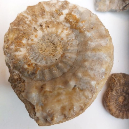 Ammonit platypleuroceras sp - ammonit,,