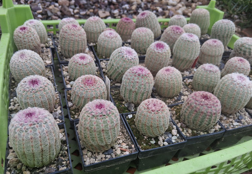 Stück echinocereus - 3,