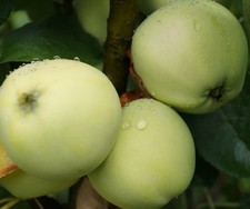 Apfelbaum `Weißer Klarapfel´