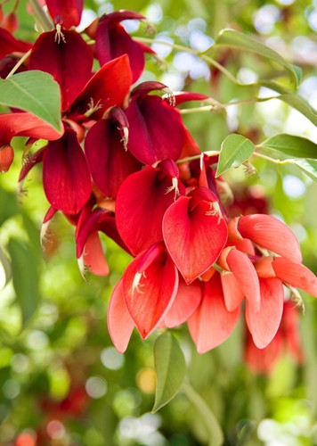 Erythrina crista galli - erythrina, crista-galli