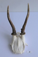 Rehgeweih Horn Jagd Rehbock Deko schädelechte Jagdtrophae Natur Deko Tracht Nr.3