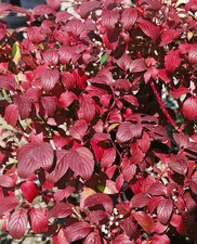 Cornus alba 'Baton Rouge'