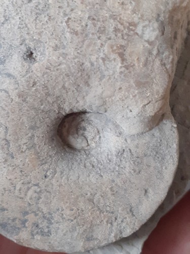 Rar ammonit ceratites enodis - ammonit,