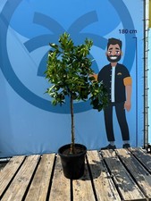 ORANGENBAUM - Obstbaum -