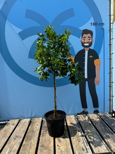 Orangenbaum obstbaum - -,