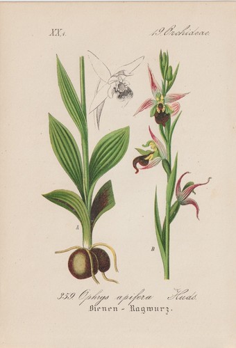 Bienen ragwurz ophrys - bienen-ragwurz, (ophrys