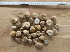 fossile Ammoniten 34 Stück