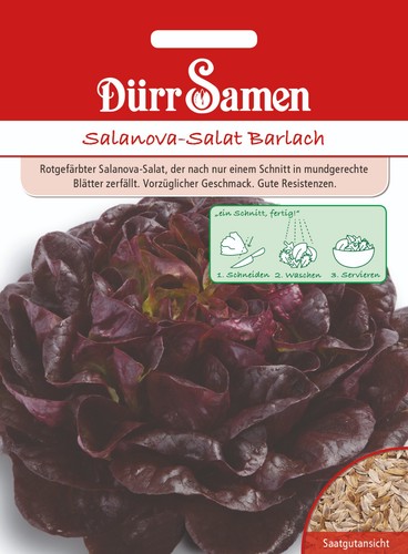 Salanova salat barlach - salanova-salat, von