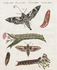 Schwärmer Falter Nachtfalter Schmetterling butterflies Kupferstich Bertuch 1802