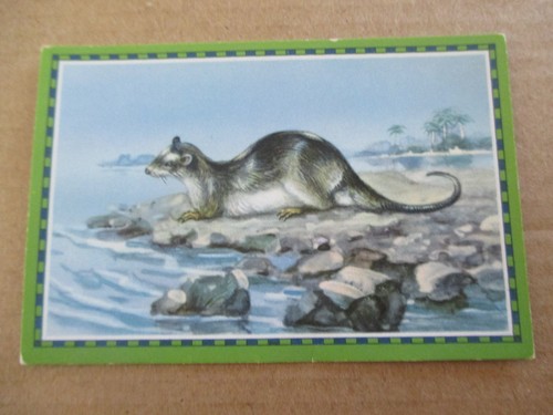 Bild chlorodont - 1,