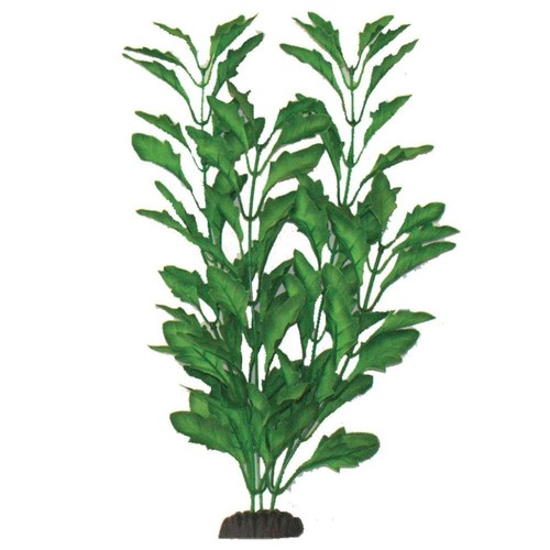 Aquariumpflanze polysperma - aquariumpflanze,