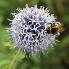 Kugeldistel BLUE GLOBE im Topf