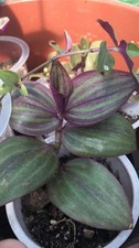 Tradescantia zebrina - tradescantia,