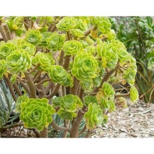 TREE AEONIUM GREEN ARBOREUM 3
